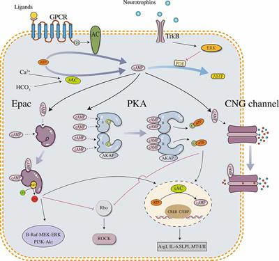 Multifaceted Roles of cAMP Signaling in the Repair Process of Spinal Cord Injury and Related Combination Treatments